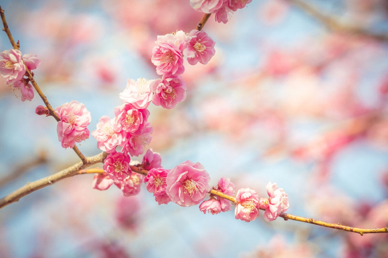 akatsukayama ume2026 2