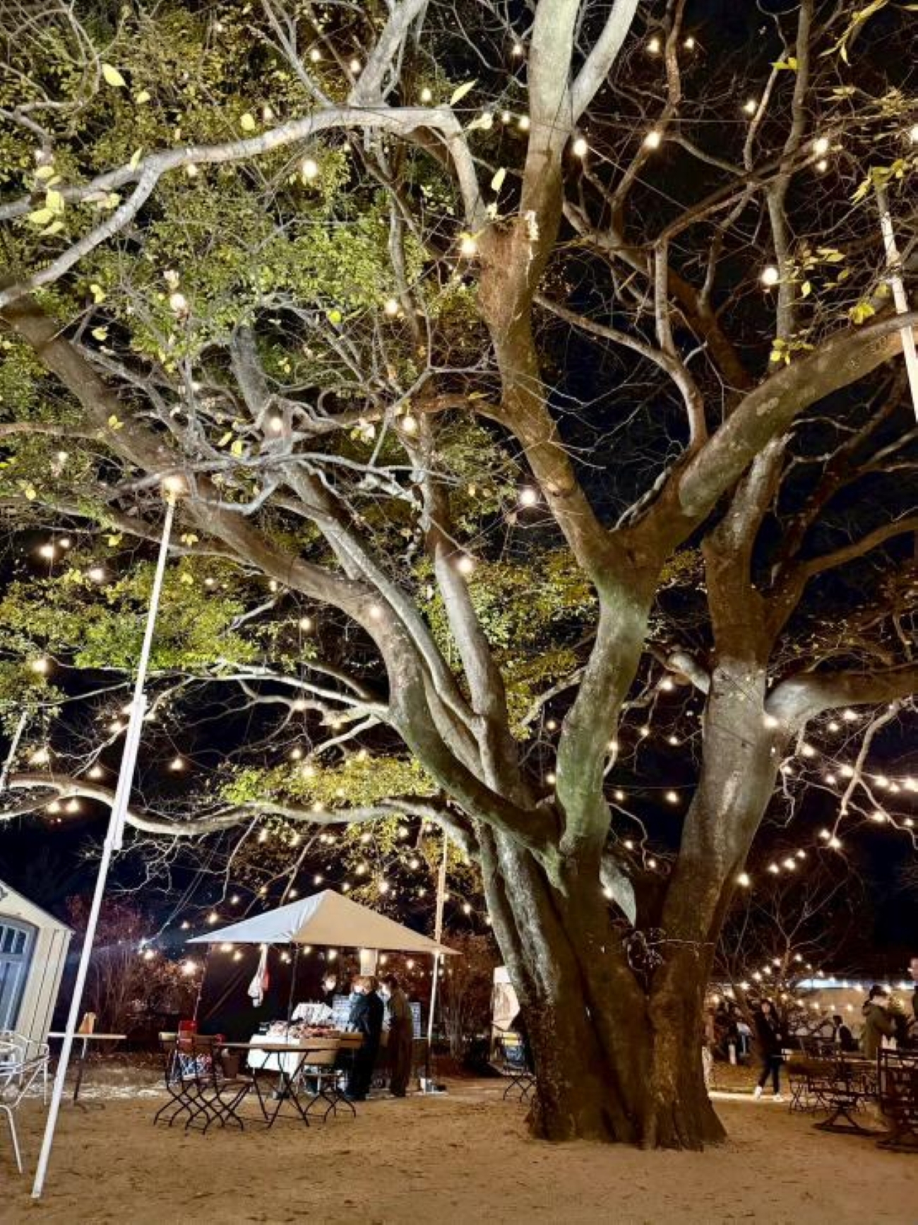 連理の木の下で260404_4