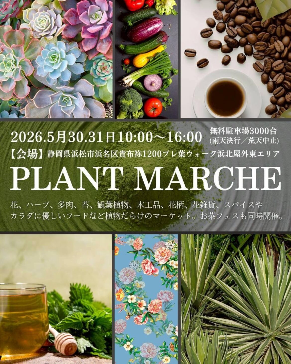 PLANT MARCHE260530 1